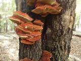 Inonotus hispidus image