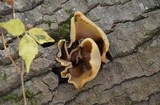 Peziza repanda image
