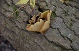 Peziza repanda image