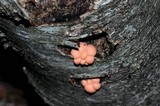 Lycogala epidendrum image