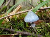 Stropharia caerulea image