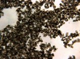 Reticularia lycoperdon image