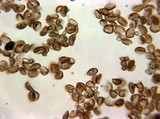 Reticularia lycoperdon image