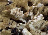Albatrellus dispansus image