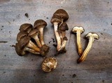 Pholiota terrestris image
