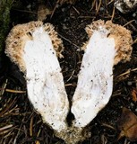 Ramaria rubrievanescens image
