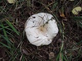 Lactarius controversus image
