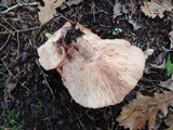 Lactarius vinaceorufescens image