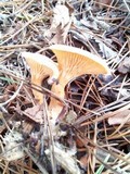 Hygrophoropsis aurantiaca image