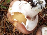Suillus luteus image