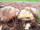 Suillus luteus image