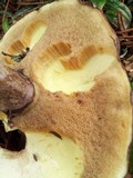 Suillus luteus image