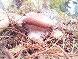 Suillus luteus image