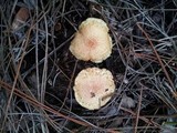 Gymnopilus palmicola image