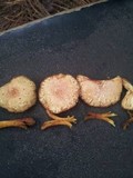 Gymnopilus palmicola image