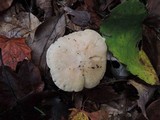 Hygrocybe pratensis var. pallida image