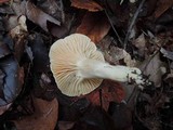 Hygrocybe pratensis var. pallida image