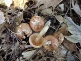 Tricholoma fulvum image