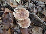 Tricholoma fulvum image