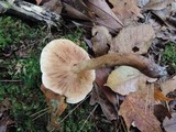 Tricholoma fulvum image