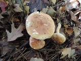 Tricholoma fulvum image