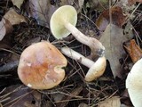 Tricholoma fulvum image