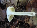 Tricholoma fulvum image