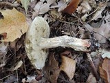 Leccinum insolens image