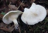 Clitopilus prunulus image