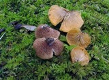 Crepidotus crocophyllus image