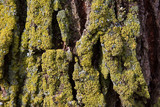 Xanthoria weberi image