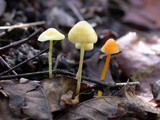 Mycena crocea image
