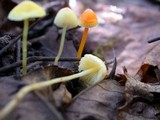 Mycena crocea image