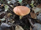 Boletus subglabripes image