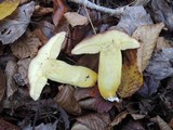 Boletus subglabripes image
