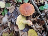 Boletus subglabripes image