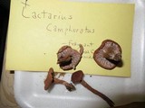 Lactarius camphoratus image