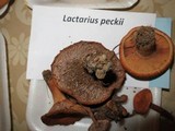 Lactarius peckii image