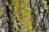 Xanthoria weberi image