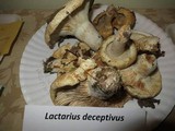 Lactarius deceptivus image