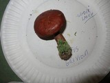 Suillus grevillei image