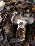 Cortinarius glutinosoarmillatus image