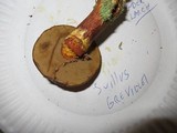 Suillus grevillei image