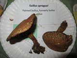 Suillus spraguei image