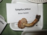 Tylopilus felleus image