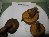 Aureoboletus innixus image