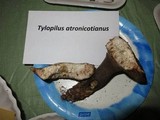 Tylopilus plumbeoviolaceus image