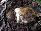 Cortinarius glutinosoarmillatus image