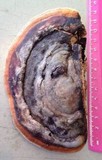 Fomitopsis mounceae image