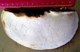 Fomitopsis mounceae image